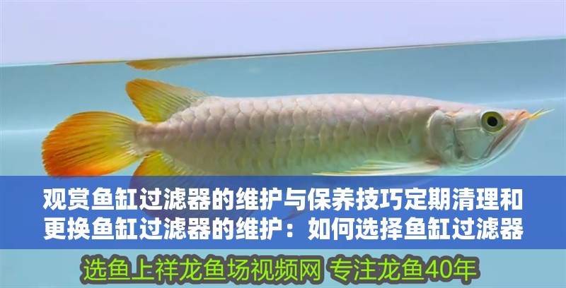 觀賞魚缸過(guò)濾器的維護(hù)與保養(yǎng)技巧定期清理和更換魚缸過(guò)濾器的維護(hù)：如何選擇魚缸過(guò)濾器 觀賞魚缸過(guò)濾器的維護(hù)與保養(yǎng)技巧定期清理和更換魚缸過(guò)濾器的維護(hù)：如何選擇魚缸過(guò)濾器 魚缸百科