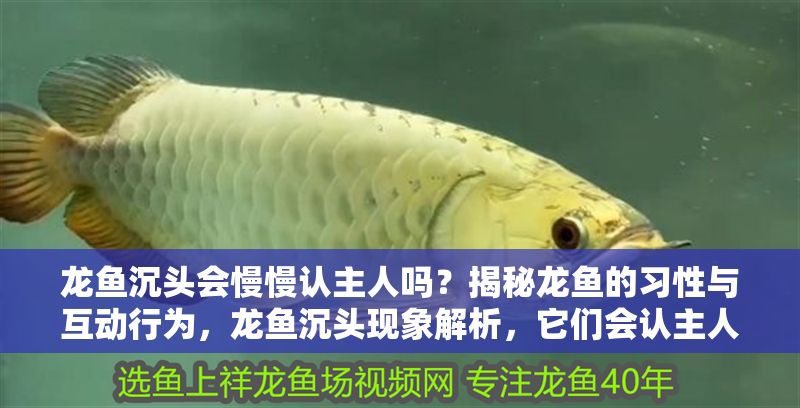 龍魚沉頭會(huì)慢慢認(rèn)主人嗎？揭秘龍魚的習(xí)性與互動(dòng)行為，龍魚沉頭現(xiàn)象解析，它們會(huì)認(rèn)主人并互動(dòng)嗎？