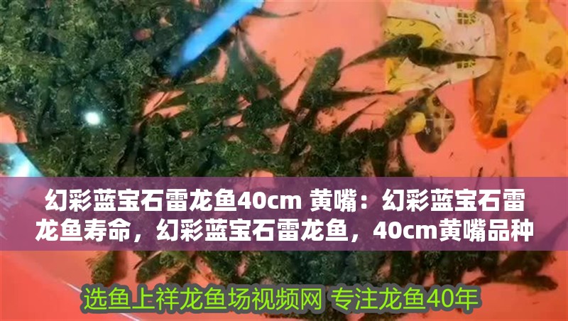幻彩藍寶石雷龍魚40cm 黃嘴：幻彩藍寶石雷龍魚壽命，幻彩藍寶石雷龍魚，40cm黃嘴品種壽命