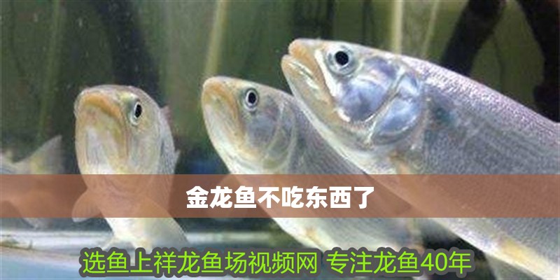 金龍魚不吃東西了 金龍魚不吃東西了 龍魚百科