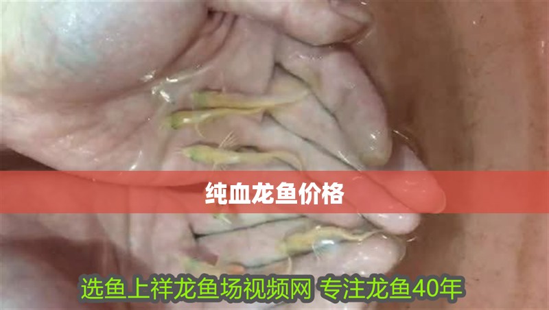 純血龍魚價格