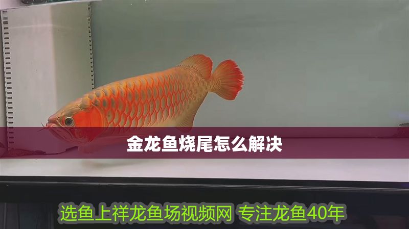 金龍魚燒尾怎么解決