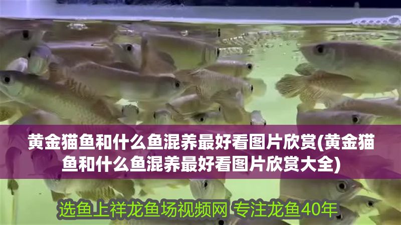 黃金貓魚和什么魚混養最好看圖片欣賞(黃金貓魚和什么魚混養最好看圖片欣賞大全)