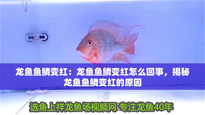 龍魚魚鱗變紅：龍魚魚鱗變紅怎么回事，揭秘龍魚魚鱗變紅的原因