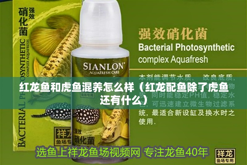 紅龍魚和虎魚混養怎么樣（紅龍配魚除了虎魚還有什么）