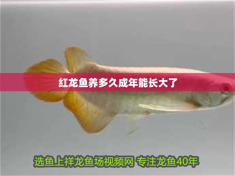 紅龍魚養多久成年能長大了