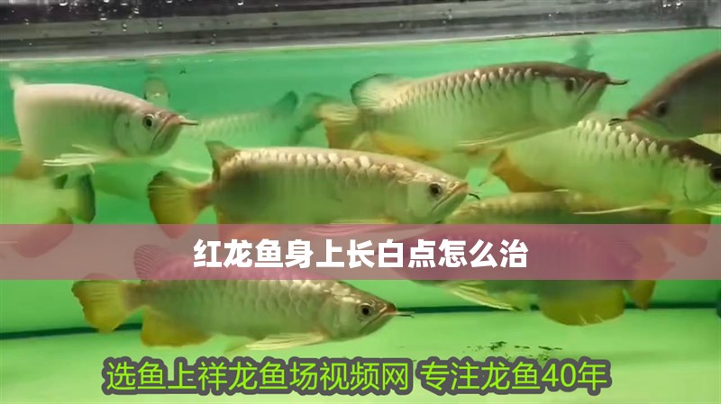 紅龍魚身上長(zhǎng)白點(diǎn)怎么治
