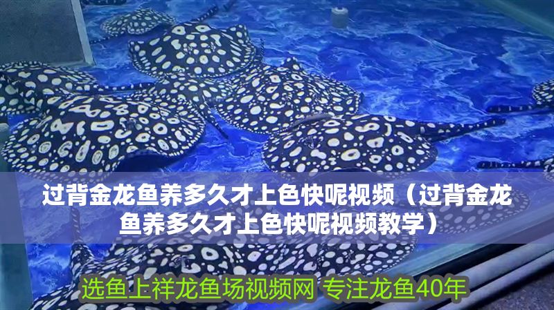 過背金龍魚養多久才上色快呢視頻（過背金龍魚養多久才上色快呢視頻教學）