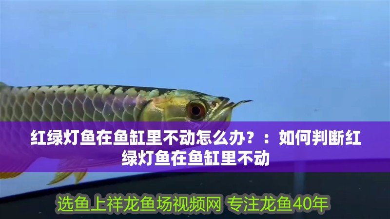 紅綠燈魚(yú)在魚(yú)缸里不動(dòng)怎么辦？：如何判斷紅綠燈魚(yú)在魚(yú)缸里不動(dòng)
