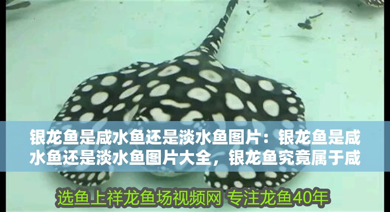 銀龍魚是咸水魚還是淡水魚圖片：銀龍魚是咸水魚還是淡水魚圖片大全，銀龍魚究竟屬于咸水魚還是淡水魚？高清圖片