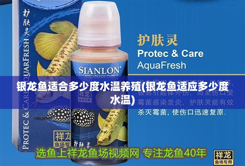 銀龍魚適合多少度水溫養殖(銀龍魚適應多少度水溫)