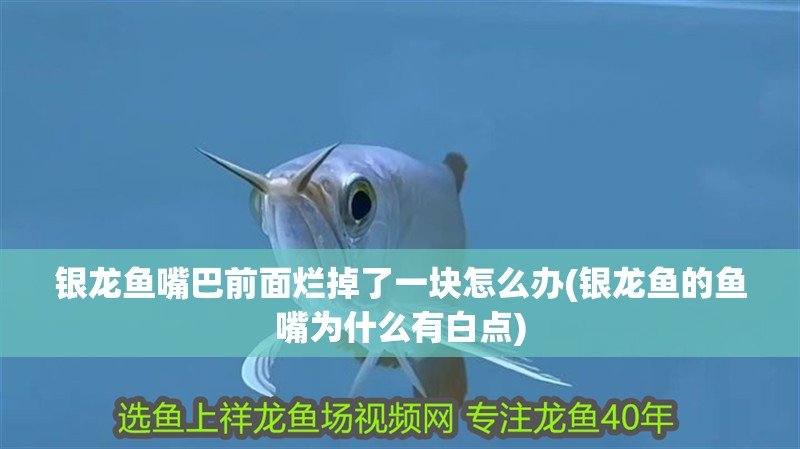 銀龍魚嘴巴前面爛掉了一塊怎么辦(銀龍魚的魚嘴為什么有白點) 銀龍魚嘴巴前面爛掉了一塊怎么辦(銀龍魚的魚嘴為什么有白點) 銀龍魚百科