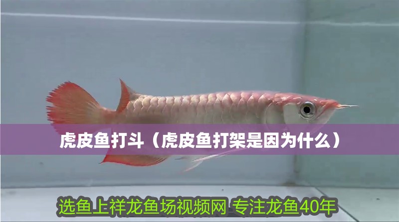 虎皮魚打斗（虎皮魚打架是因為什么）