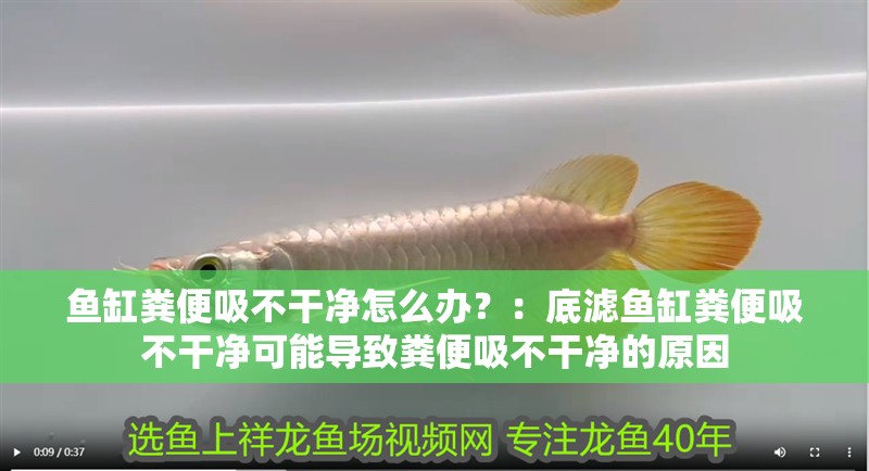 魚缸糞便吸不干凈怎么辦？：底濾魚缸糞便吸不干凈可能導(dǎo)致糞便吸不干凈的原因