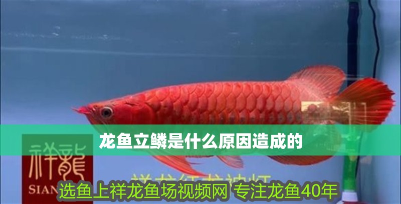 龍魚立鱗是什么原因造成的