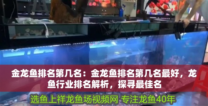 金龍魚排名第幾名：金龍魚排名第幾名最好，龍魚行業排名解析，探尋最佳名
