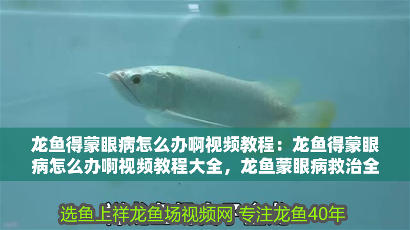 龍魚得蒙眼病怎么辦啊視頻教程：龍魚得蒙眼病怎么辦啊視頻教程大全，龍魚蒙眼病救治全攻略，