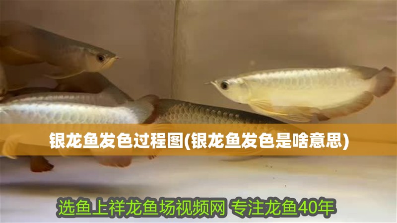 銀龍魚發色過程圖(銀龍魚發色是啥意思)