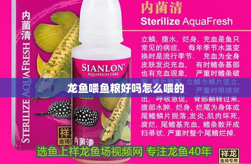 龍魚喂魚糧好嗎怎么喂的