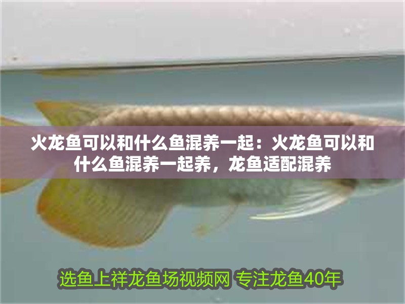 火龍魚可以和什么魚混養一起：火龍魚可以和什么魚混養一起養，龍魚適配混養