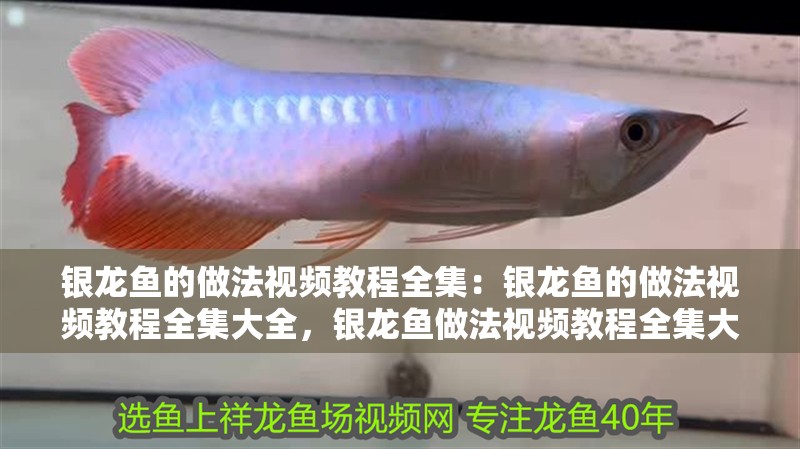 銀龍魚的做法視頻教程全集：銀龍魚的做法視頻教程全集大全，銀龍魚做法視頻教程全集大全