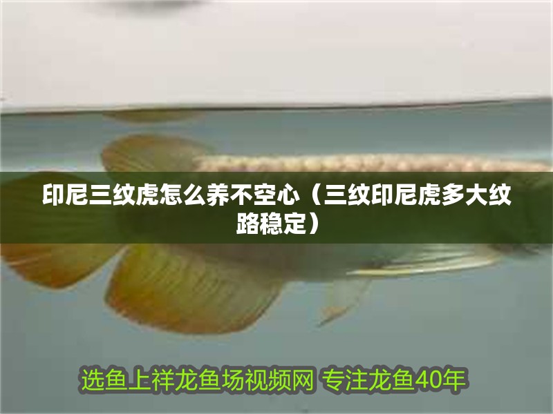 印尼三紋虎怎么養不空心（三紋印尼虎多大紋路穩定）