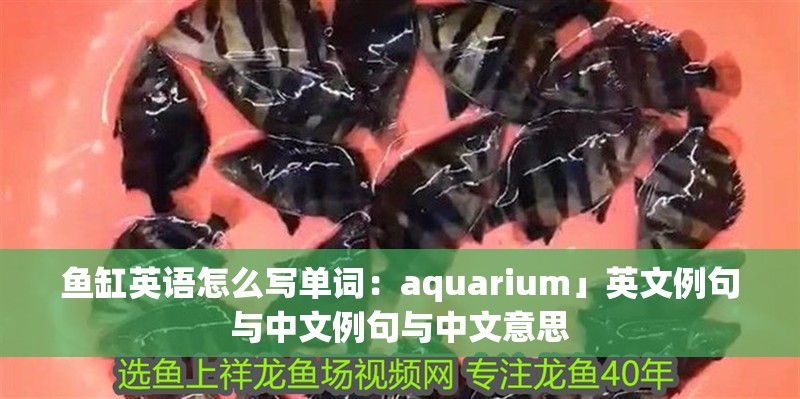 魚缸英語怎么寫單詞：aquarium」英文例句與中文例句與中文意思