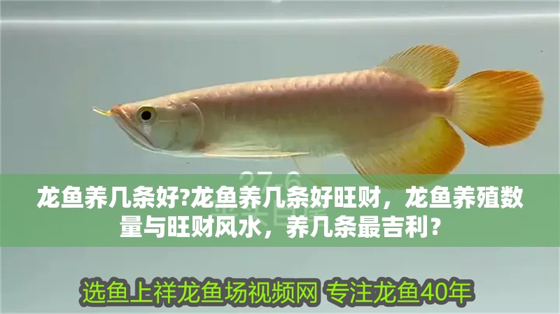 龍魚養幾條好?龍魚養幾條好旺財，龍魚養殖數量與旺財風水，養幾條最吉利？