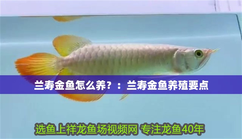 蘭壽金魚怎么養(yǎng)？：蘭壽金魚養(yǎng)殖要點(diǎn)