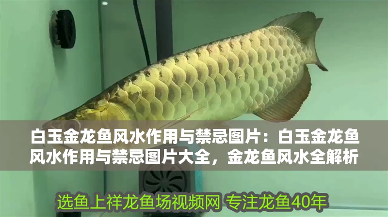 白玉金龍魚風水作用與禁忌圖片：白玉金龍魚風水作用與禁忌圖片大全，金龍魚風水全解析，作用、禁忌及高清圖片大全
