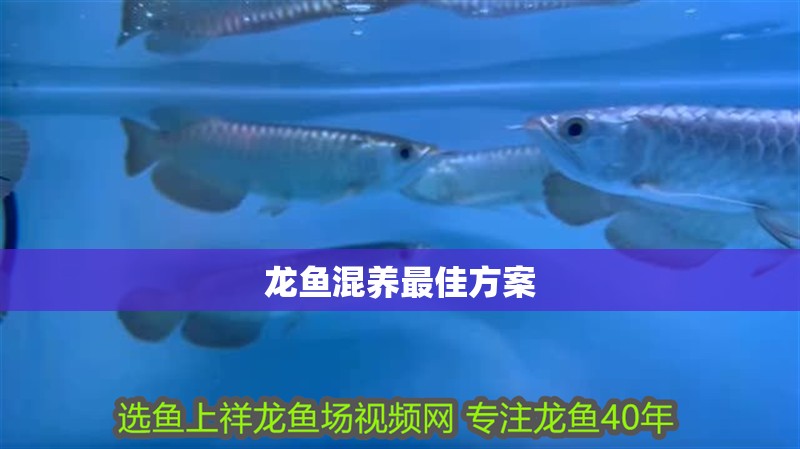 龍魚混養最佳方案