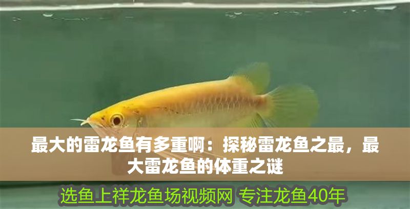 最大的雷龍魚有多重啊：探秘雷龍魚之最，最大雷龍魚的體重之謎