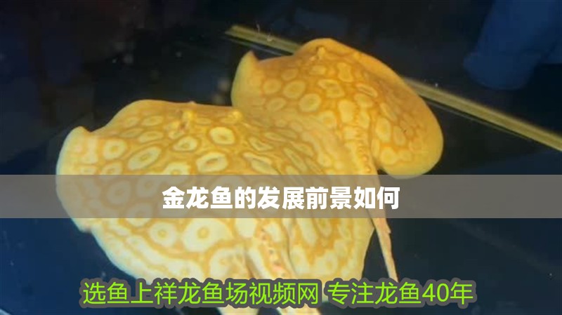 金龍魚的發展前景如何