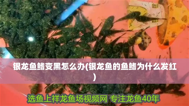 銀龍魚鰭變黑怎么辦(銀龍魚的魚鰭為什么發紅)