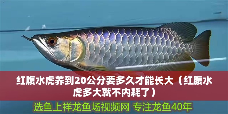 紅腹水虎養(yǎng)到20公分要多久才能長(zhǎng)大（紅腹水虎多大就不內(nèi)耗了）