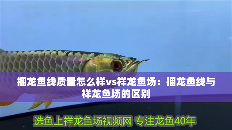 捆龍魚線質量怎么樣vs祥龍魚場：捆龍魚線與祥龍魚場的區別