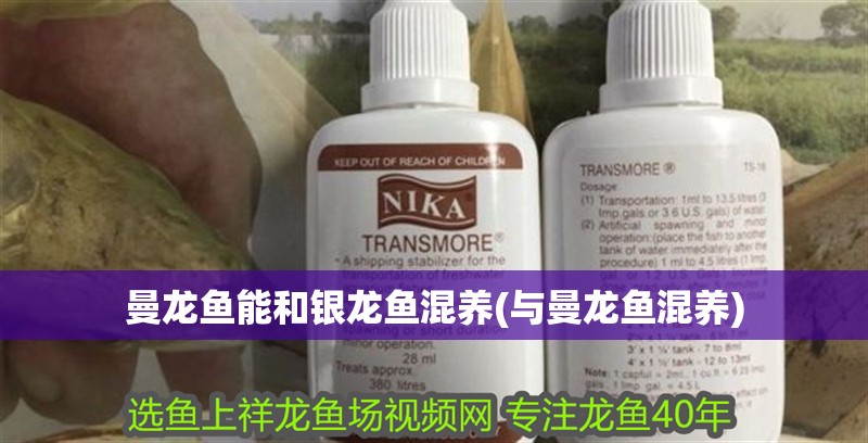 曼龍魚能和銀龍魚混養(與曼龍魚混養)