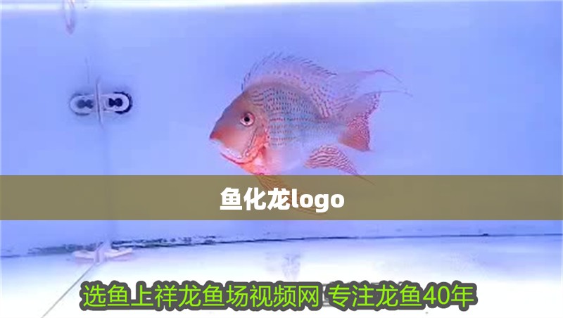 魚化龍logo