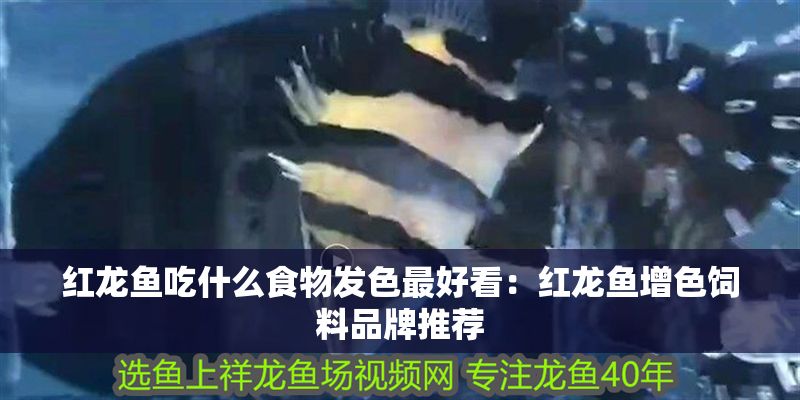 紅龍魚吃什么食物發色最好看：紅龍魚增色飼料品牌推薦