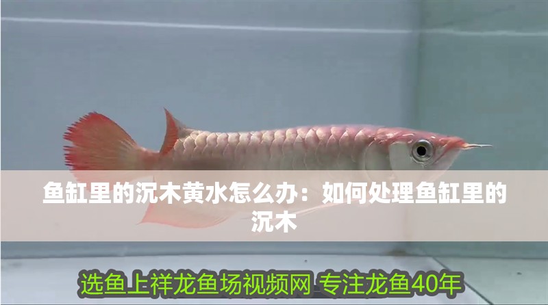魚缸里的沉木黃水怎么辦：如何處理魚缸里的沉木