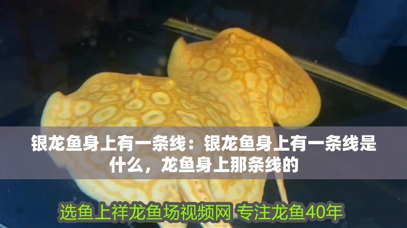銀龍魚身上有一條線：銀龍魚身上有一條線是什么，龍魚身上那條線的