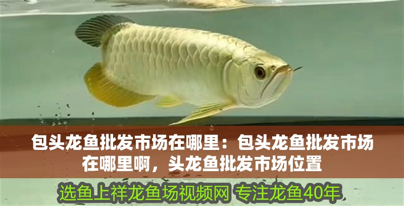 包頭龍魚(yú)批發(fā)市場(chǎng)在哪里：包頭龍魚(yú)批發(fā)市場(chǎng)在哪里啊，頭龍魚(yú)批發(fā)市場(chǎng)位置