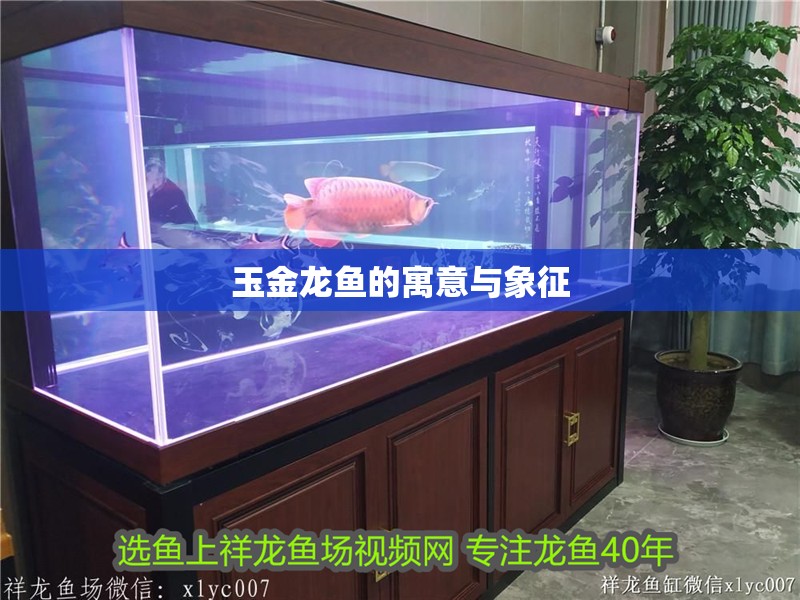 玉金龍魚的寓意與象征