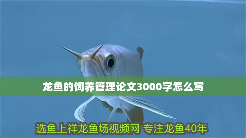 龍魚的飼養管理論文3000字怎么寫