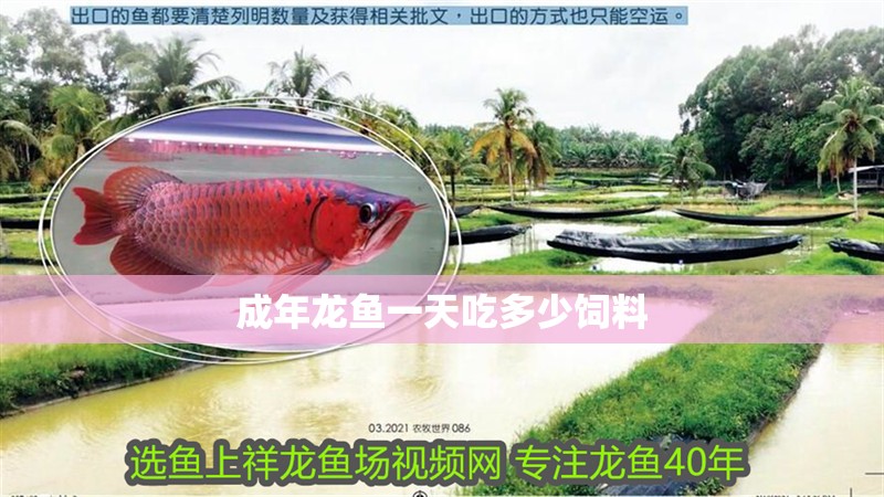 成年龍魚一天吃多少飼料