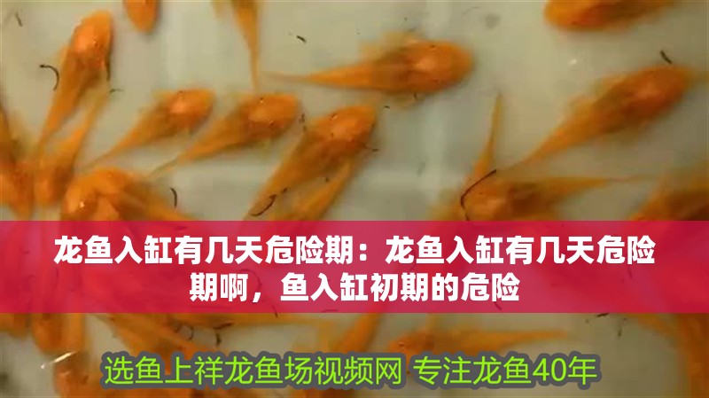 龍魚入缸有幾天危險期：龍魚入缸有幾天危險期啊，魚入缸初期的危險