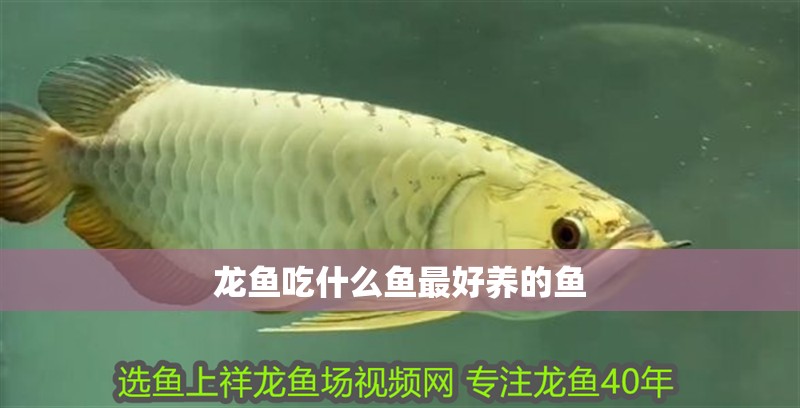 龍魚(yú)吃什么魚(yú)最好養(yǎng)的魚(yú)