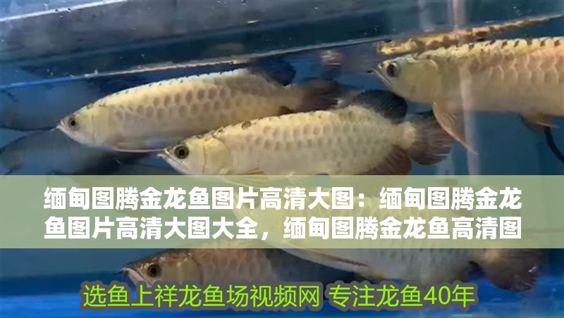 緬甸圖騰金龍魚圖片高清大圖：緬甸圖騰金龍魚圖片高清大圖大全，緬甸圖騰金龍魚高清圖片大全