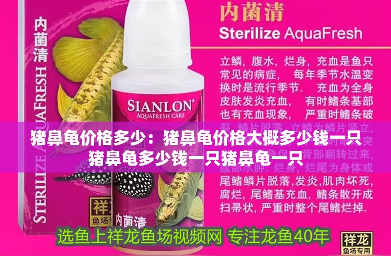 豬鼻龜價格多少：豬鼻龜價格大概多少錢一只豬鼻龜多少錢一只豬鼻龜一只