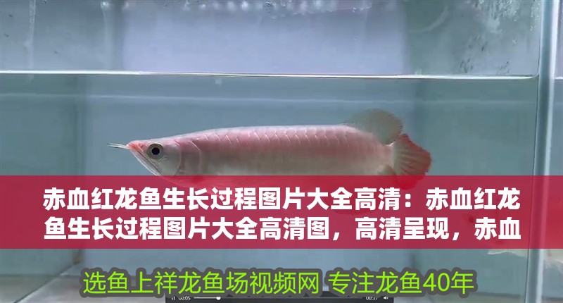 赤血紅龍魚生長過程圖片大全高清：赤血紅龍魚生長過程圖片大全高清圖，高清呈現(xiàn)，赤血紅龍魚完整生長過程全記錄